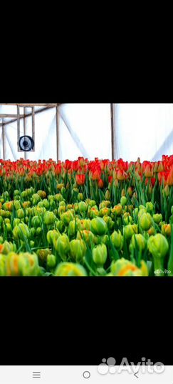 Тюльпаны и Мимоза к 8 марта оптом и розницу