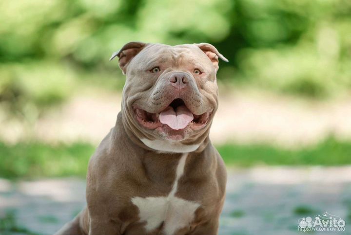 Вязка кобеля Американский булли щенки