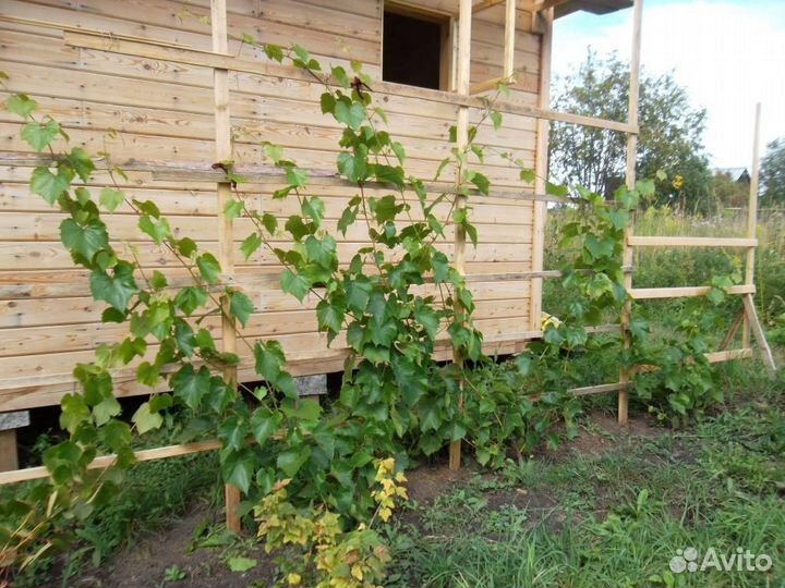 Саженцы виноград Изабелла