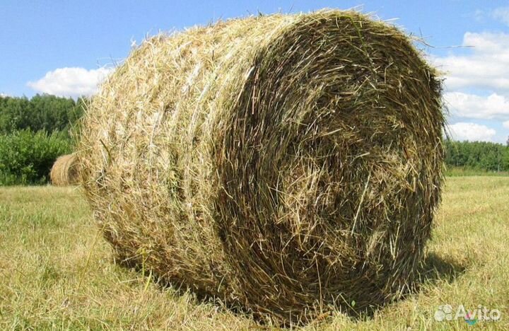 Сено свежий покос
