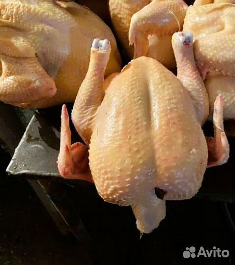Куры халяль с доставкой оптом 10шт