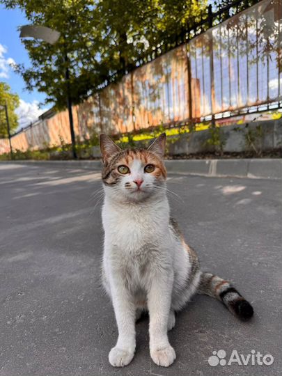 Кошка в дар трехцветная