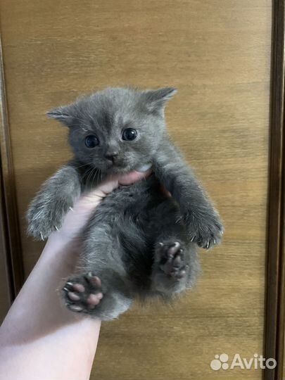 Британская