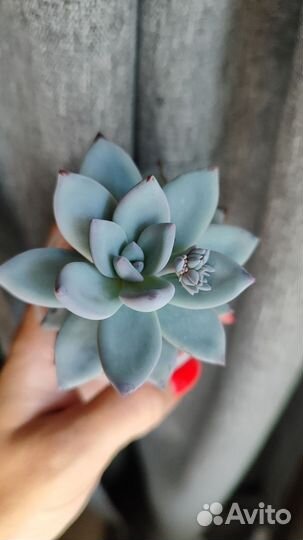 Суккуленты, цветы