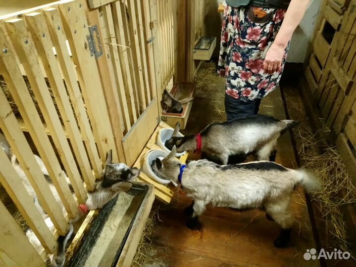 Козье молоко,масло подс. Гусин,коз.жир. помидоры