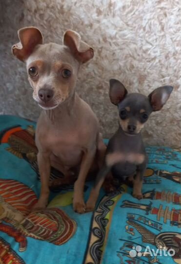 Той терьер, вязка