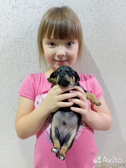 Щенки цвергпинчера мальчик