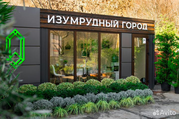 Смолосемянник карликовый нана (крупный куст)