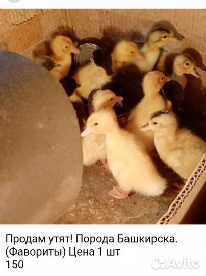 Продам утят, индюшат