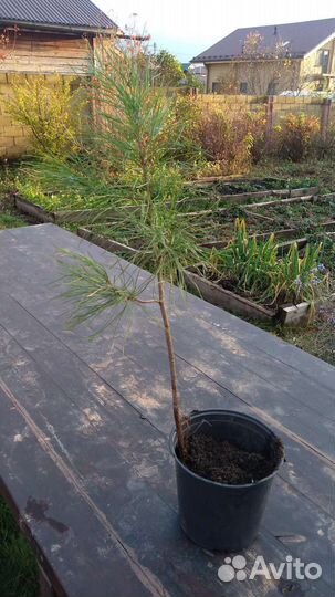 Ёлочка в горшке