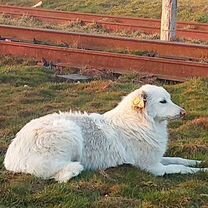 Белая швейцарская овчарка, щенок