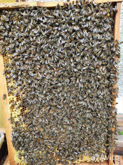 Пчелы Карпатка и Кавказская