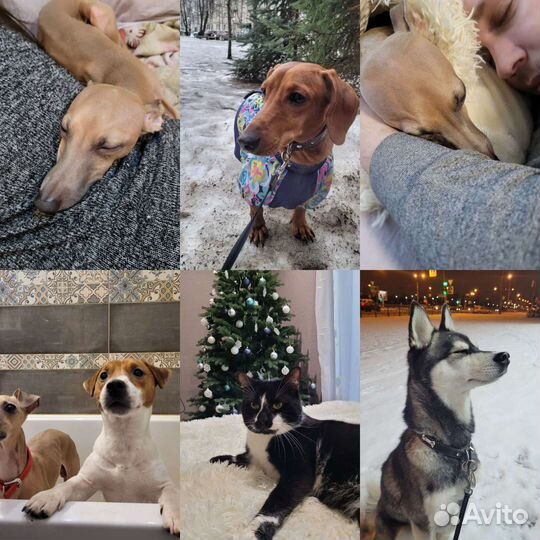 Передержка животных, Выгул, Догситтер, зооняня