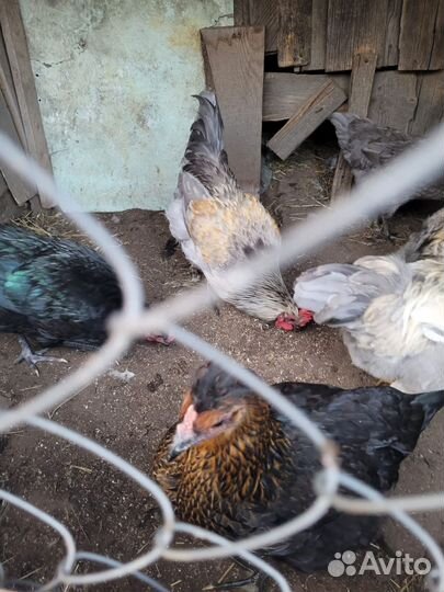 Куры молодки