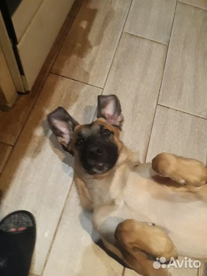 Передержка животных, догситтер