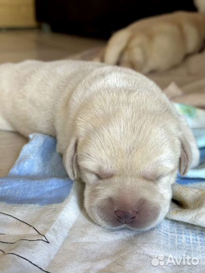 Щенки лабрадора ретривера