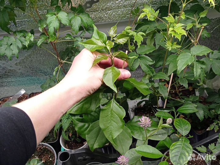 Бугенвиллея розовая