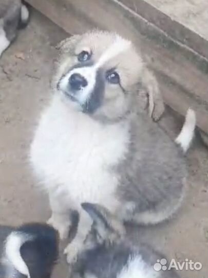 Отдам бесплатно щенки