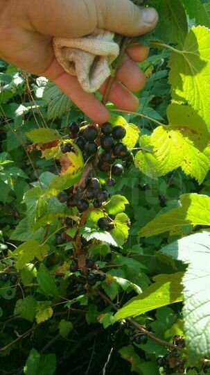 Дача 80 м² на участке 15 сот.