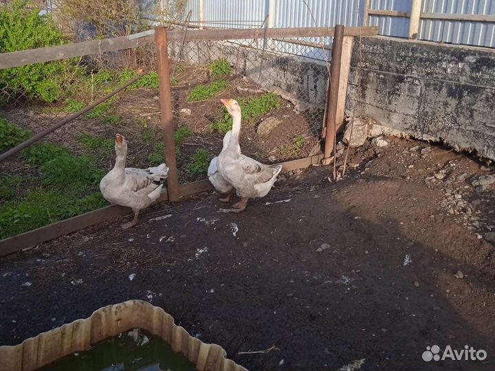 Гуси Линда и Серые крупные