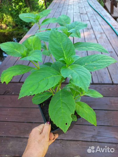 Гортензия крупнолистная