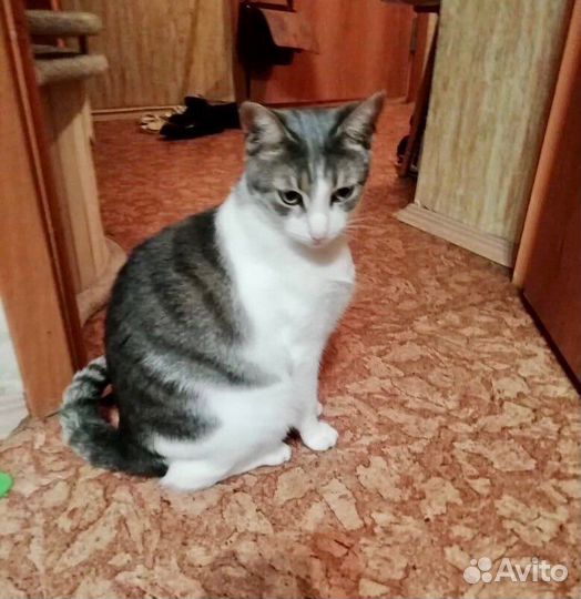 Юная славная кошка по имени Сима в дар