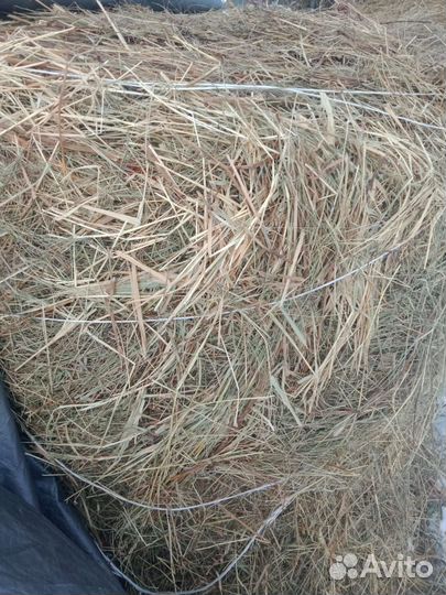 Продам сено в рулонах