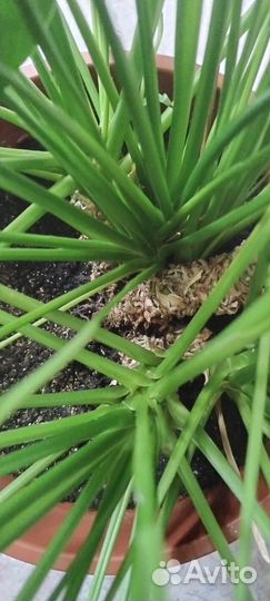 Спатифиллум (