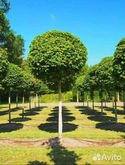 Лиственные на штамбе / в розницу