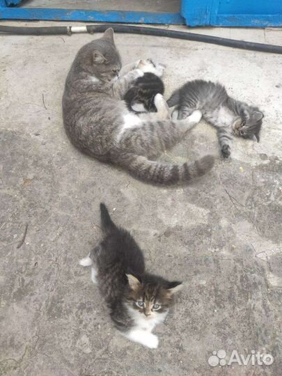 Котята