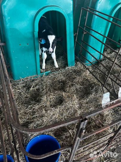 Крепкие телята бычки с доставкой