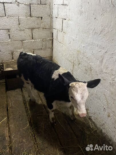 Домашние бычки