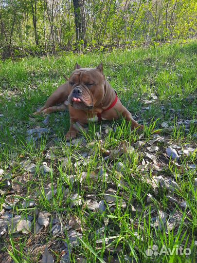 Вязка собак американский Булли