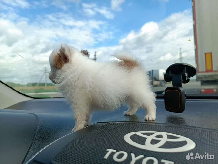 Маленькая собака