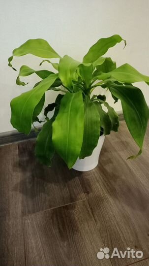 Дерево счастья