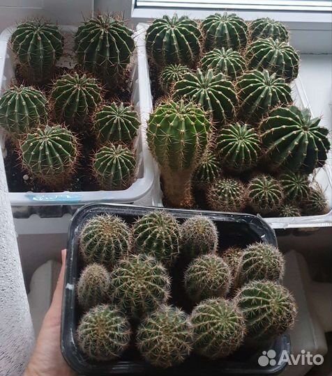 Кактусы и суккуленты