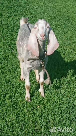 Продам А-набийца -козлика