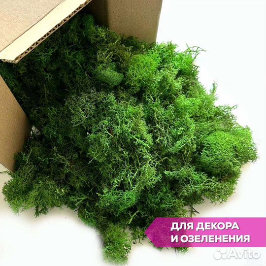 Лента из стабилизированного мха