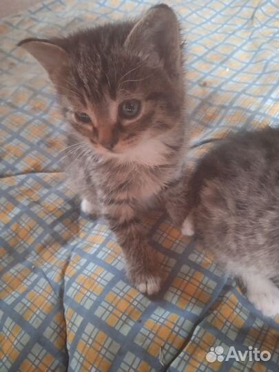 Котята
