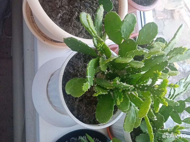Кактус