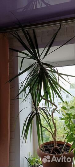 Драцена маргината