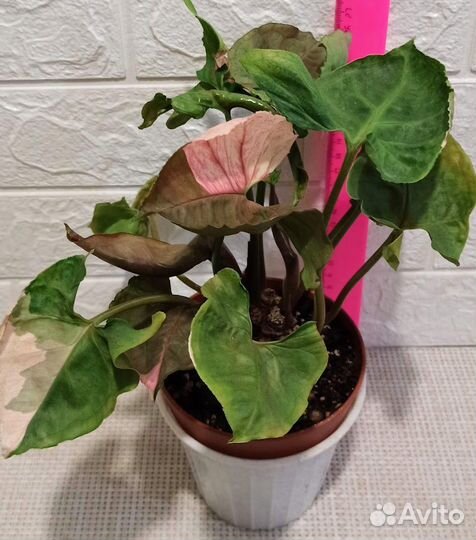 Сингониум Клубничный лёд