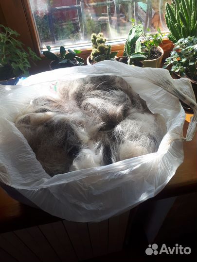 Собачья шерсть