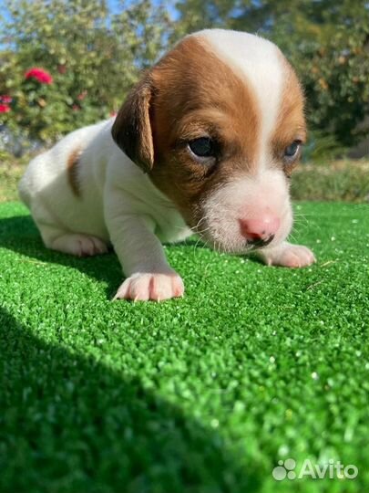 Джек рассел терьер