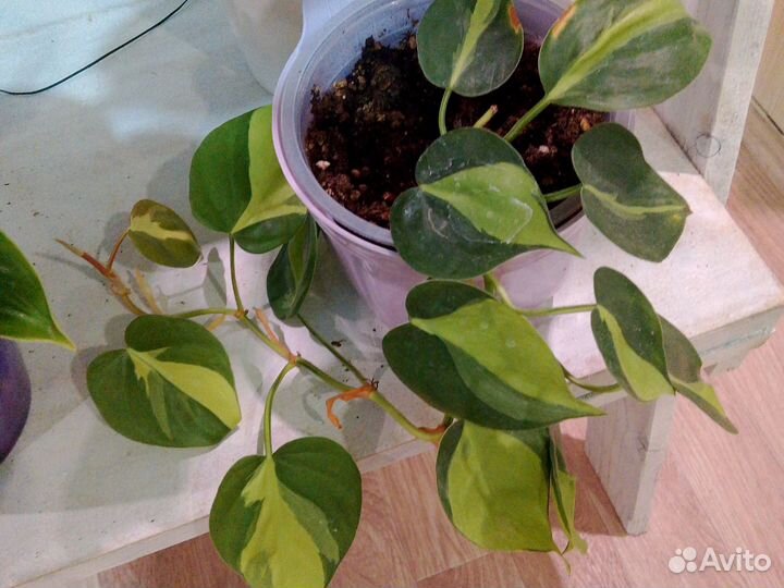 Распродажа