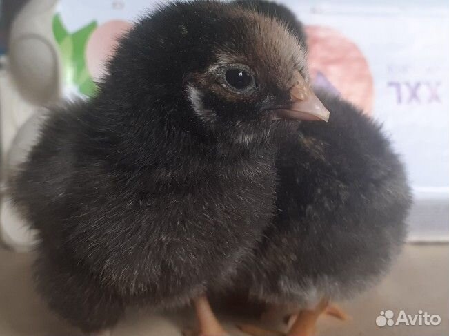 Цыплята Виандот серебро