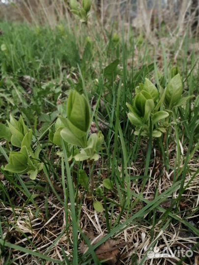 Ростки сирени