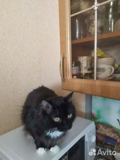 Кошка