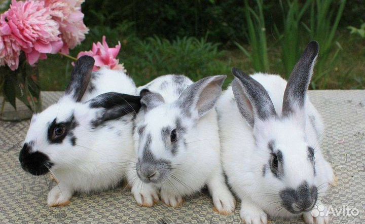 Кролики разные