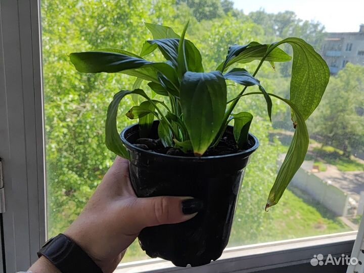 Спатифиллум